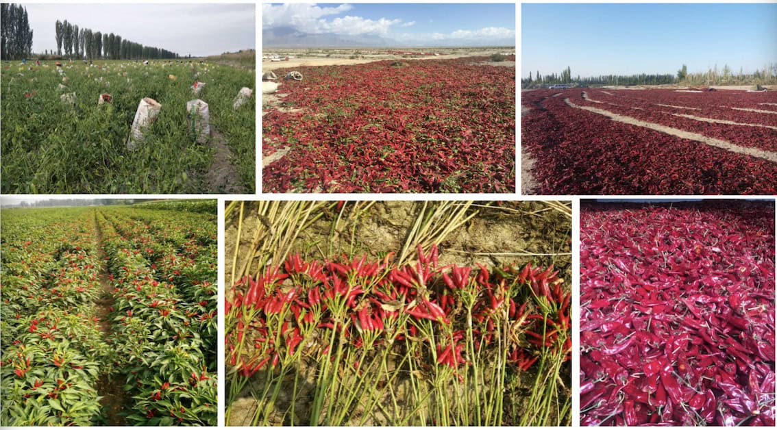 Paprika and chilli fields during harvest season